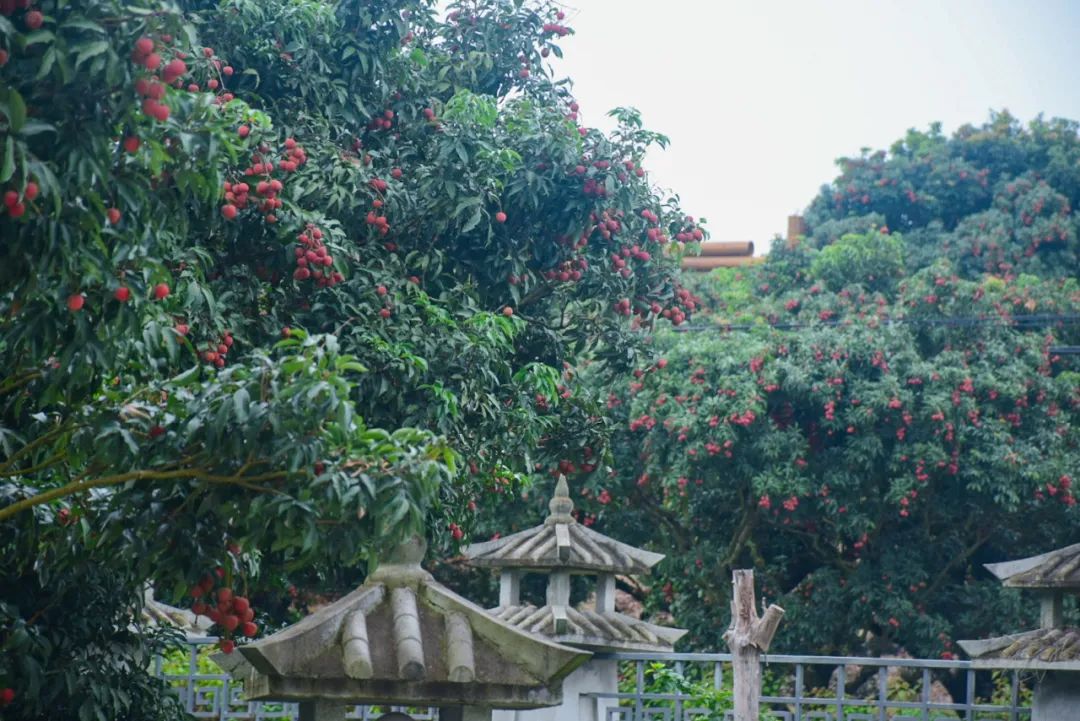 阳江市旅游协会旅行社分会参加“中国荔乡  甜美高州”高州市文旅招商推介会邀请采风踩点活动