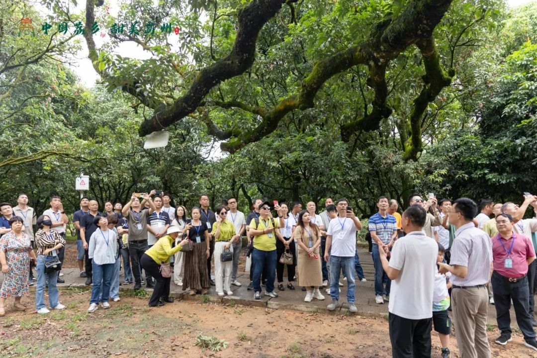 阳江市旅游协会旅行社分会参加“中国荔乡  甜美高州”高州市文旅招商推介会邀请采风踩点活动