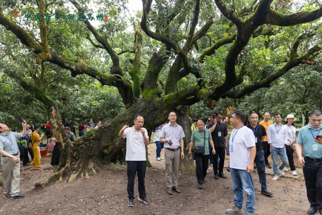 阳江市旅游协会旅行社分会参加“中国荔乡  甜美高州”高州市文旅招商推介会邀请采风踩点活动