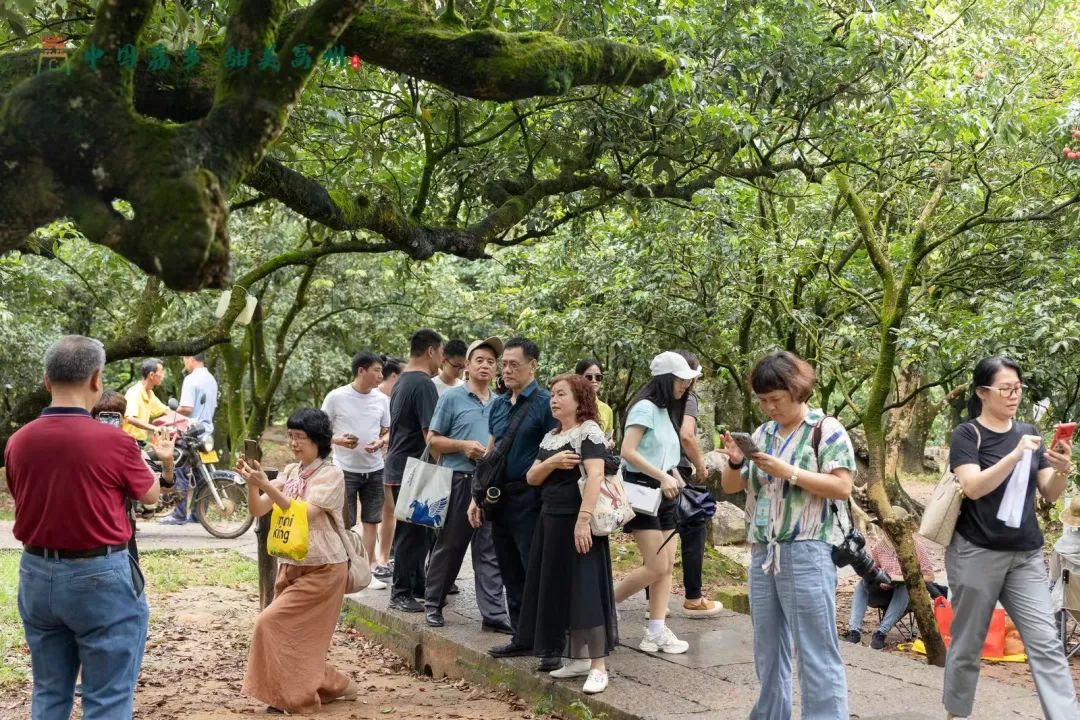 阳江市旅游协会旅行社分会参加“中国荔乡  甜美高州”高州市文旅招商推介会邀请采风踩点活动