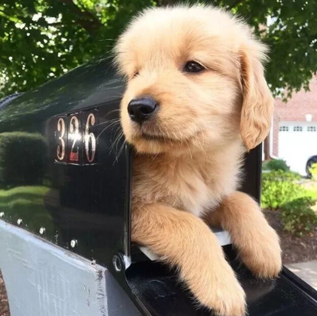 超级可爱的金毛宝宝，萌一脸血！