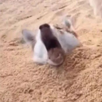 哈士奇和金毛一起到沙滩玩，可下一秒二哈居然被埋了，好沙雕！
