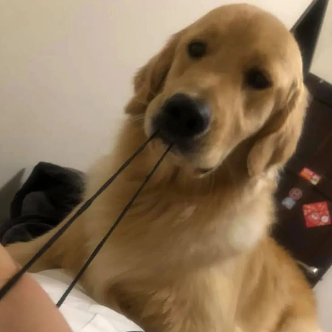 金毛紧咬女主人的贴身物品不放，一松口超痛……