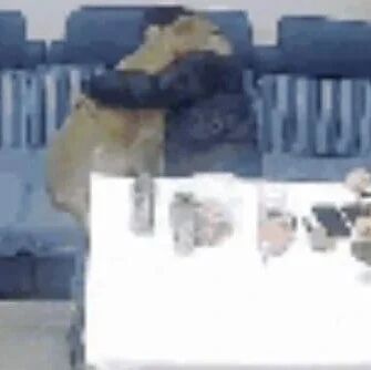 铲屎官崩溃大哭，家里的大金毛急坏了，一直陪伴在旁...