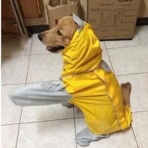 雨衣穿上太大了，小金毛一个举动，把所有网友都萌到了！