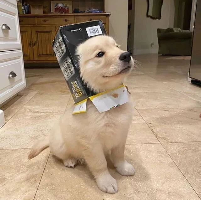 不要眨眼，你的金毛小可爱突然出现！