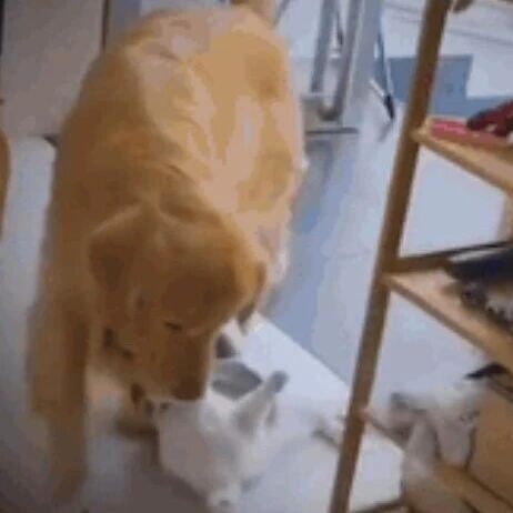 大金毛“叼”着猫咪走，准备想批评它时发现……好冤枉！