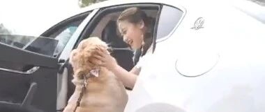 小主人出嫁当天，大金毛突然闯进车里不愿离开，车门关上的那一刻，它竟瞬间留下了眼泪……