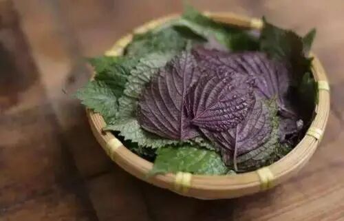 她每天用紫苏泡水喝，一个礼拜后身体出现奇妙变化！