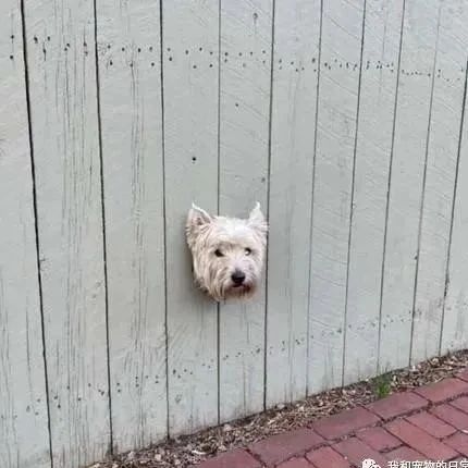 围墙冒出一颗漂浮白狗头吓坏路人，她走近一看笑翻！