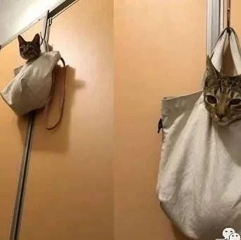 猫咪被挂在厕所门上，宛如一颗眼神死的猫头监视器！