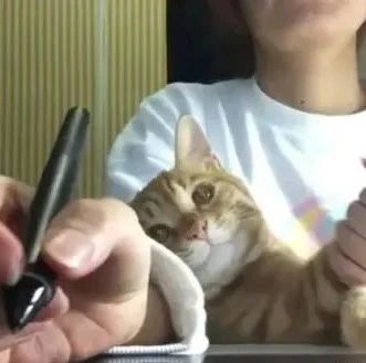 猫奴在电脑前面认真绘图，却不断受到橘猫的各种干扰！