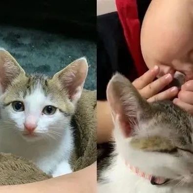 男孩边吸手指边吸猫耳朵，网友看傻眼：顶级猫奴就是要从小培养！