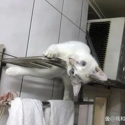喵星人趁妈妈上厕所跑到一旁飞沿走壁，下秒发生的事太过突然！