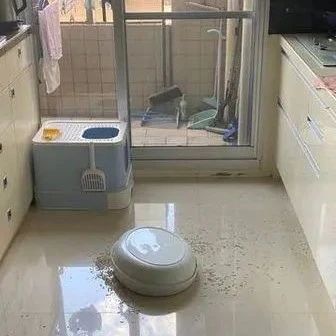 2猫打翻猫砂盆，随后做出的行径让饲主非常傻眼！