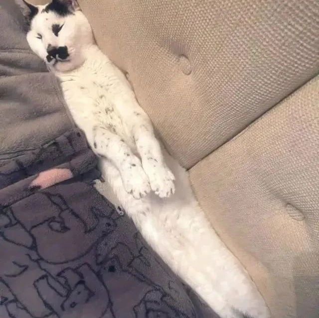 猫咪塞沙发缝睡姿超奇特，真会找位子，果然是液体猫！