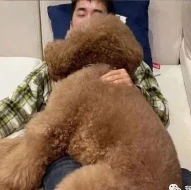 奴才抱巨狗抱枕睡觉，此照一出吸引许多网友暴动！
