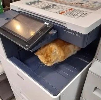 影印机台面上长出一只彩色橘猫，宛如3D列印般超级逼真！