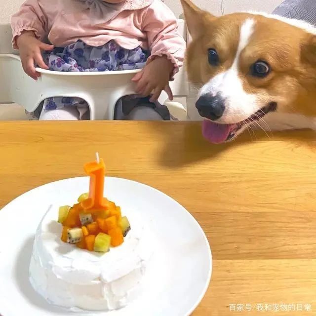 柯基犬陪小主人庆生，蛋糕一出场，狗狗的表情亮了！