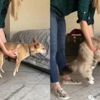 网友亲测猫狗身体柔软度大不同，网笑：迷因都是真的！