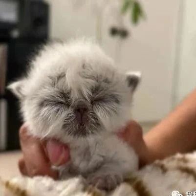 刚出生的猫咪就有一张超老脸，她曝悲伤原因令人心疼！