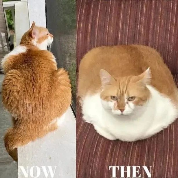 橘白猫因身材太胖导致健康亮红灯，一年后变化太惊人！