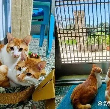 当初坚决反对养猫的人，如今为了猫打破不少原则！