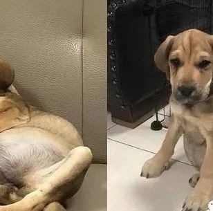 3个月幼犬肚子肿成球，带去医院检查，真相曝光让人笑翻！