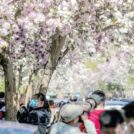 天津哪些景点最火？被刷屏！赏花逛集攻略……错过再等一年！