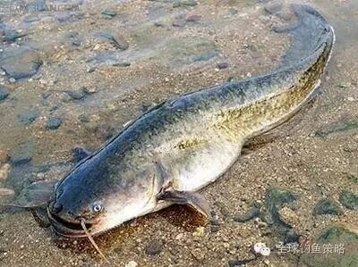 石家庄鱼价格交流群 秋季钓 鲶鱼与鳜鱼 两大技巧策略