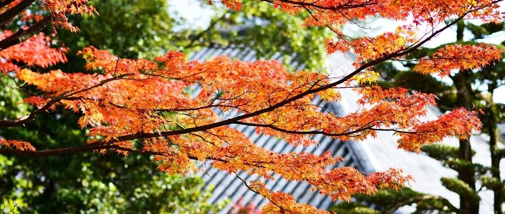 SAP 固定资产采购会计科目的确认 - 封面图