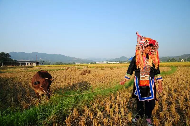 辛勤的瑶家妇女.jpg