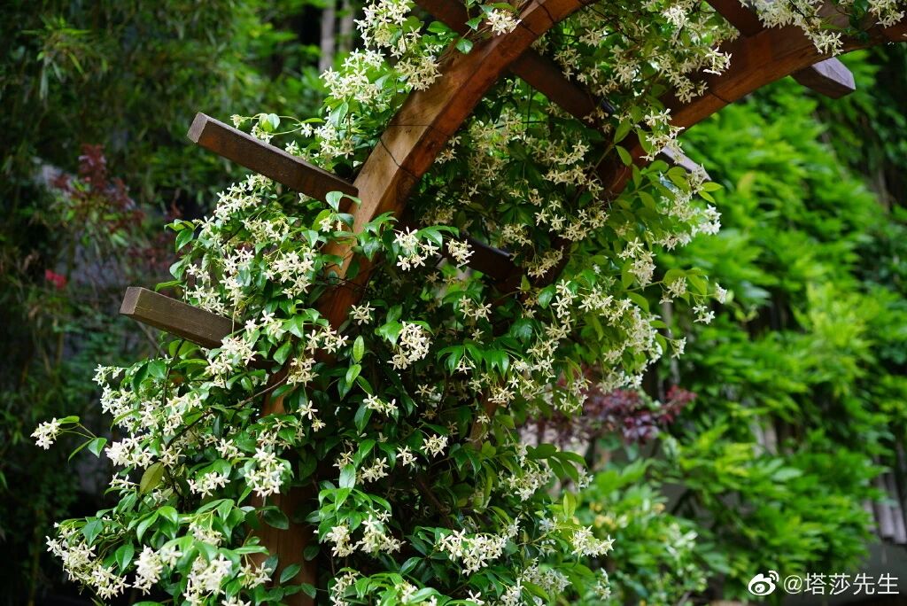 这个季节的花园，又是如何的呢？