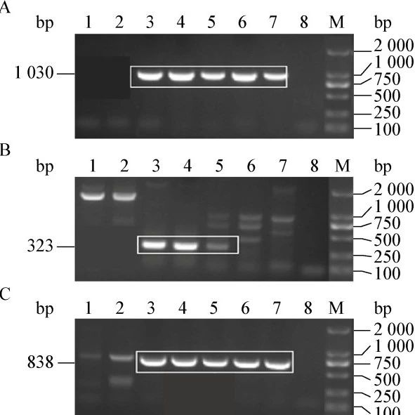 cover_image