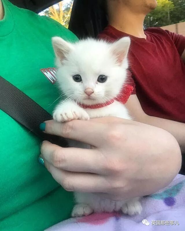 耳聋多趾的小奶猫被丢弃，大金毛不只霸道领养，还把它给宠上了天！