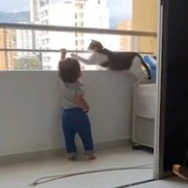 安全至上！哥伦比亚一猫咪阻止小主人扒栏杆…
