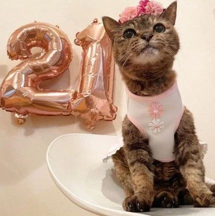 21岁长寿猫咪过生日，庆生照充满了少年感…