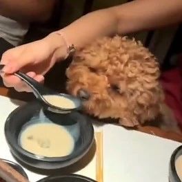 女子在餐厅就餐时用勺子舀汤喂狗，网友纷纷谴责！~