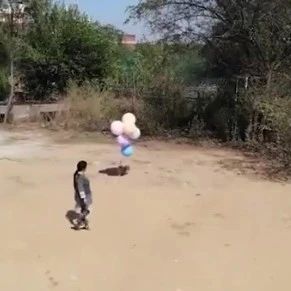 印度一网红将狗狗绑气球上升空，被指控并逮捕…