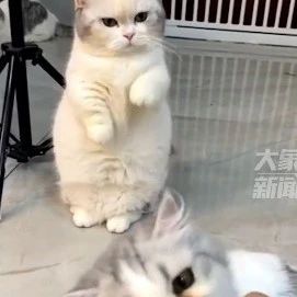 “好想吃！”看别的喵吃零食，小猫馋到搓手手…