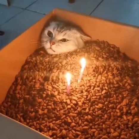 给喵过生日送“惊喜”，猫咪：这铲屎官不要也罢…