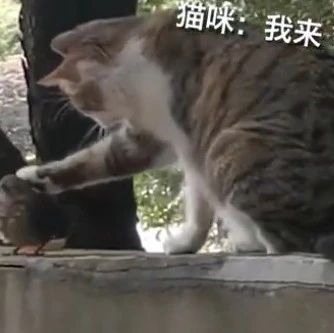 霸道校园猫对小鸟温柔“摸头杀”，网友：这画面有点甜…