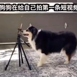 小姐姐家的狗狗竟然会自拍短视频，太聪明啦！