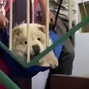 河北老两口每天抬10岁狗狗上下楼！“只要狗狗需要，我们责无旁贷”…