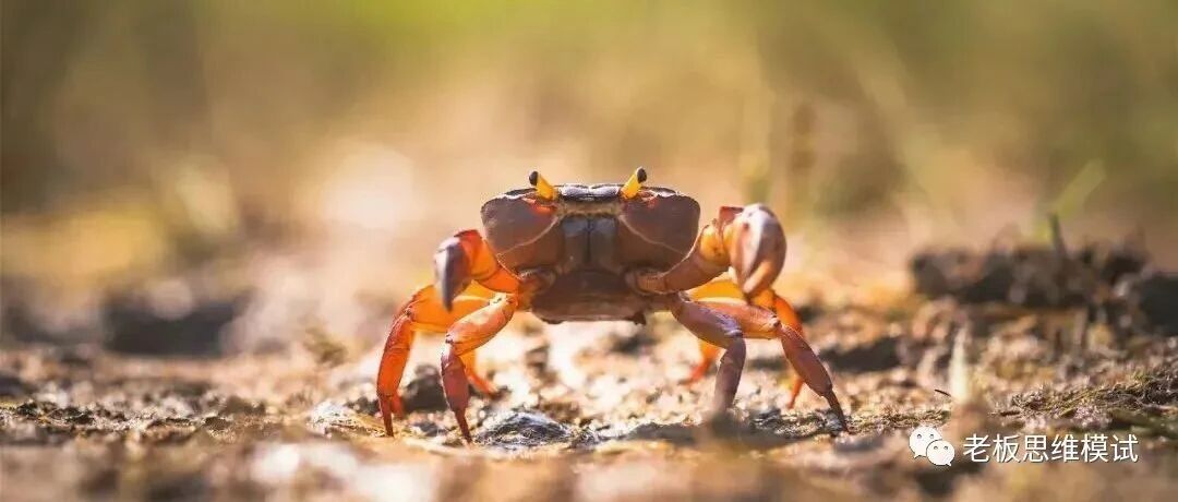 坚决清除公司“螃蟹文化”！别让螃蟹文化毁了你的公司！