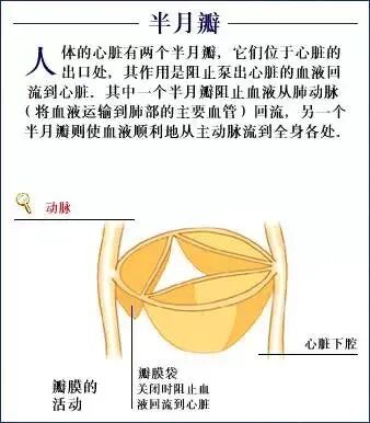 心脏所有重难知识点