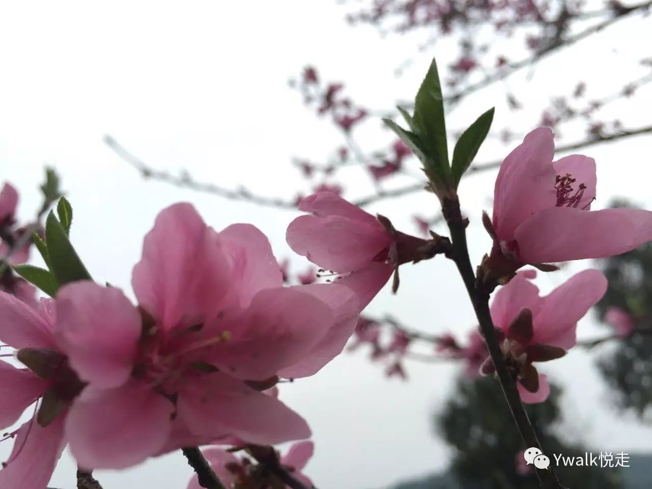 “春天的鲜花”摄于2016年3月14日