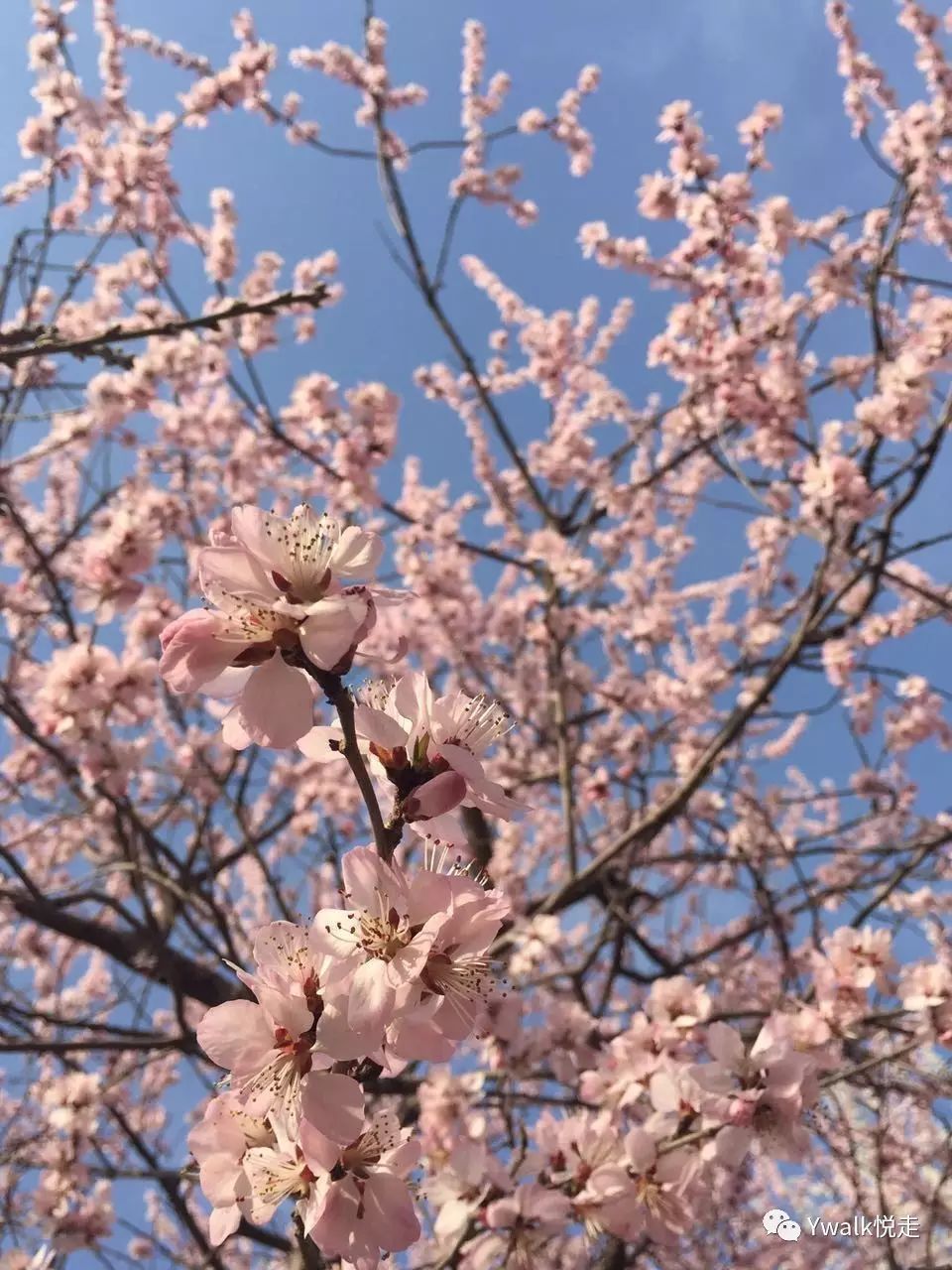 “北京玉渊潭的花”摄于2016年3月20日