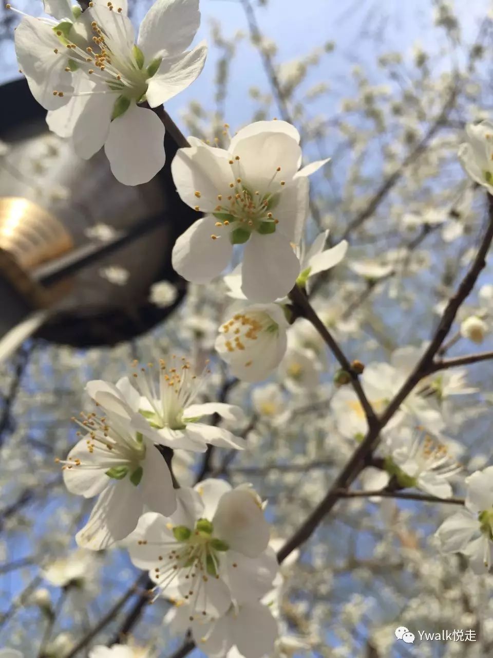 “北京玉渊潭的花”摄于2016年3月20日