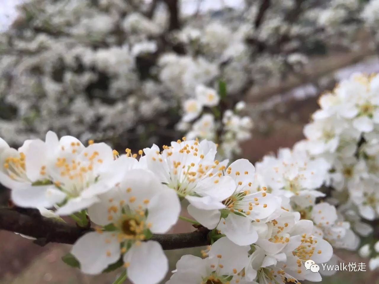 “春天的鲜花”摄于2016年3月12日